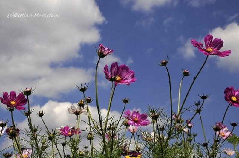 Purple Cosmos Flowers — Blue, Serene