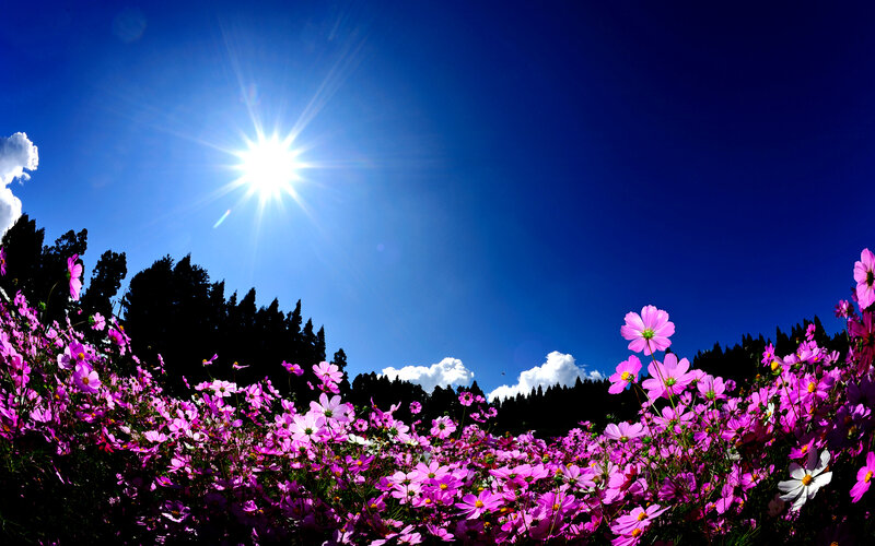 Purple Cosmos Flowers — Bright