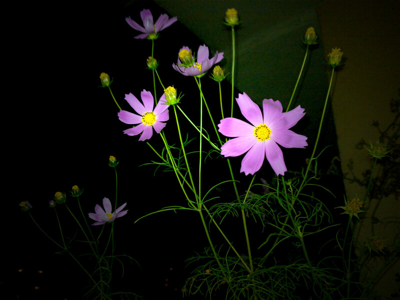 Purple Cosmos Flowers — Dramatic, Night