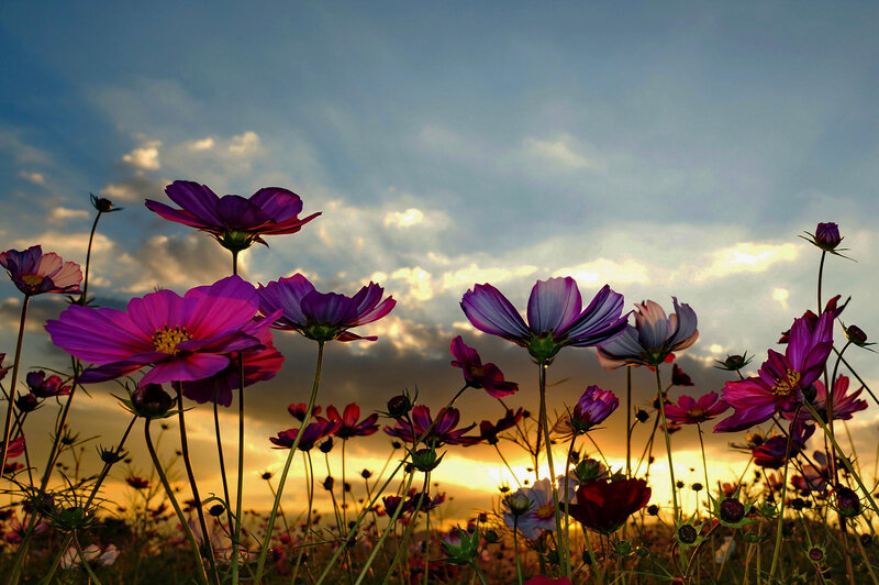 Purple Cosmos Flowers — Dramatic, Sunset