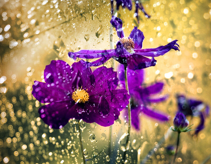 Purple Cosmos Flowers — Dramatic