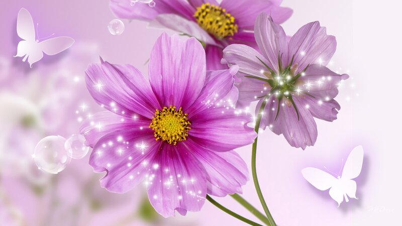 Purple Cosmos Flowers — Dreamy, Digital Art