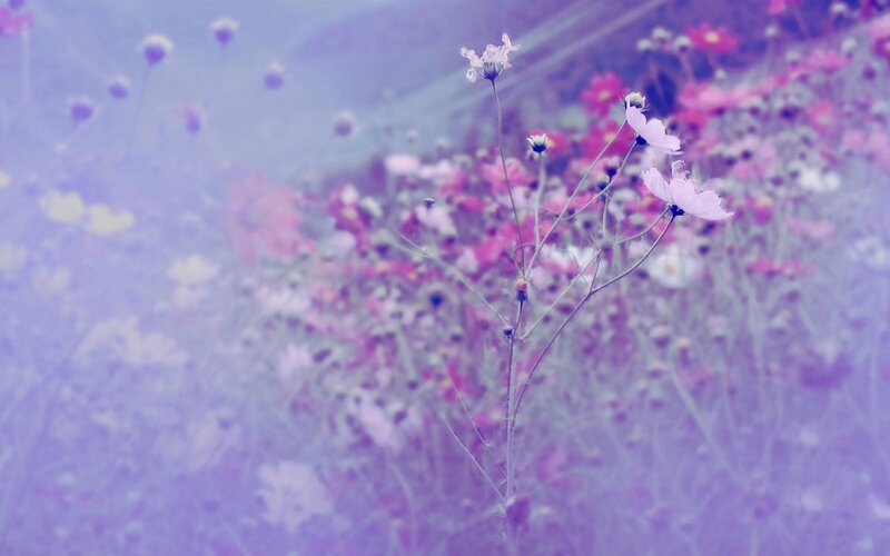 Purple Cosmos Flowers — Dreamy