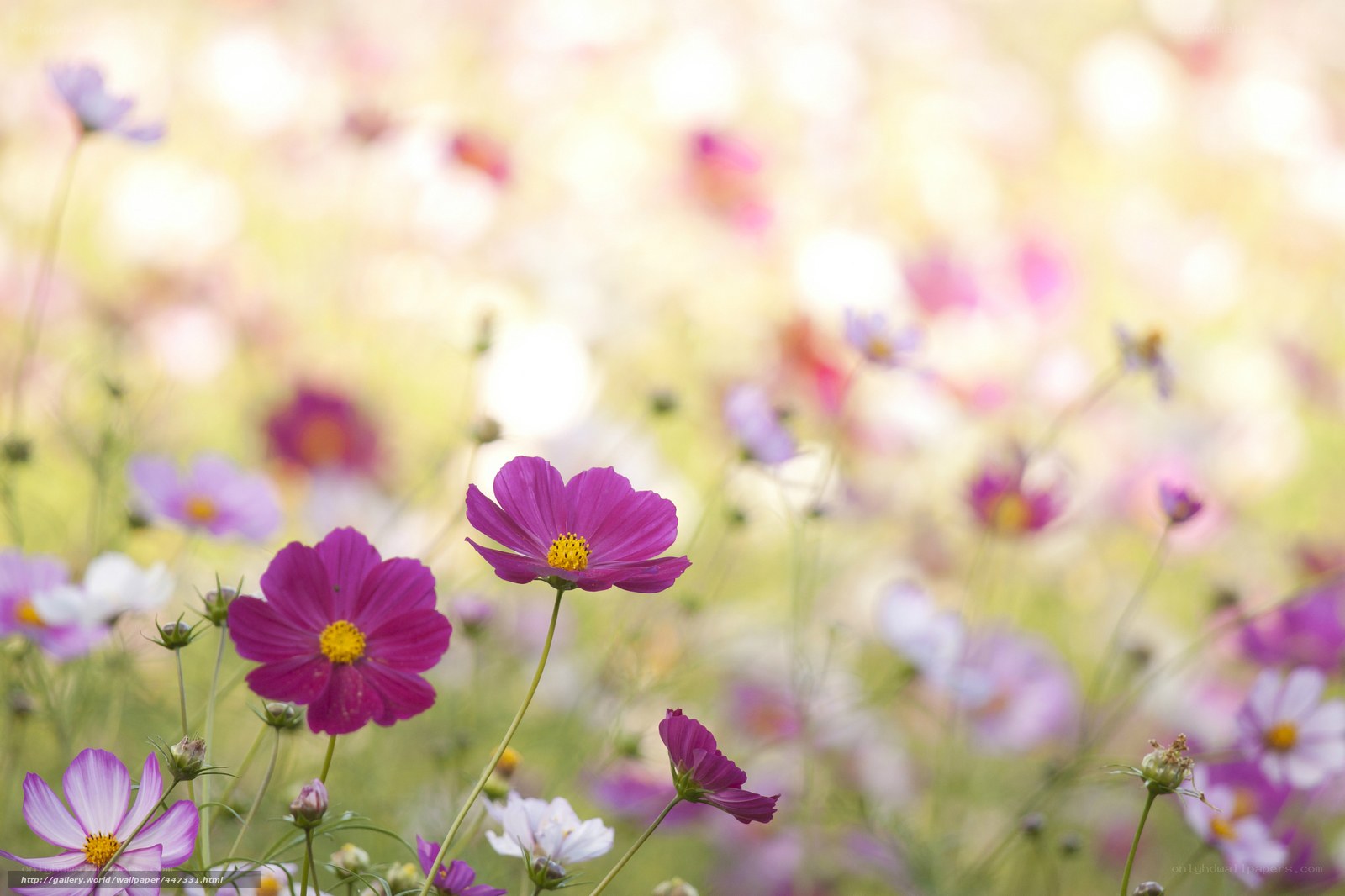 Purple cosmos flowers in a field