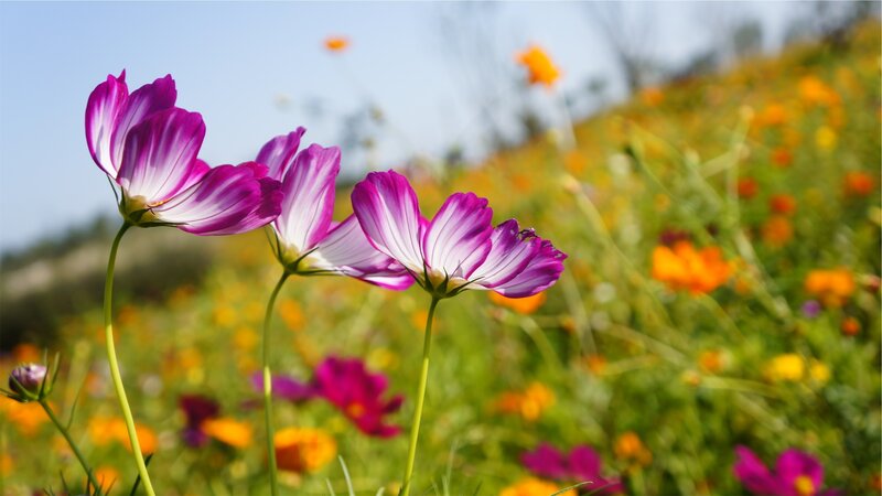 Purple cosmos flowers in a field