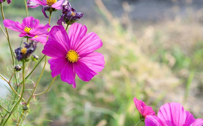 Purple cosmos flowers in a field