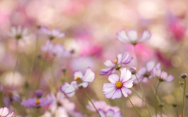 Purple cosmos flowers in a field
