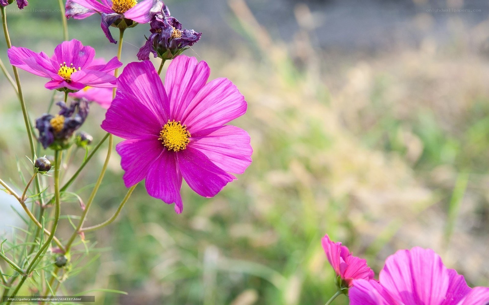 Purple cosmos flowers in a field