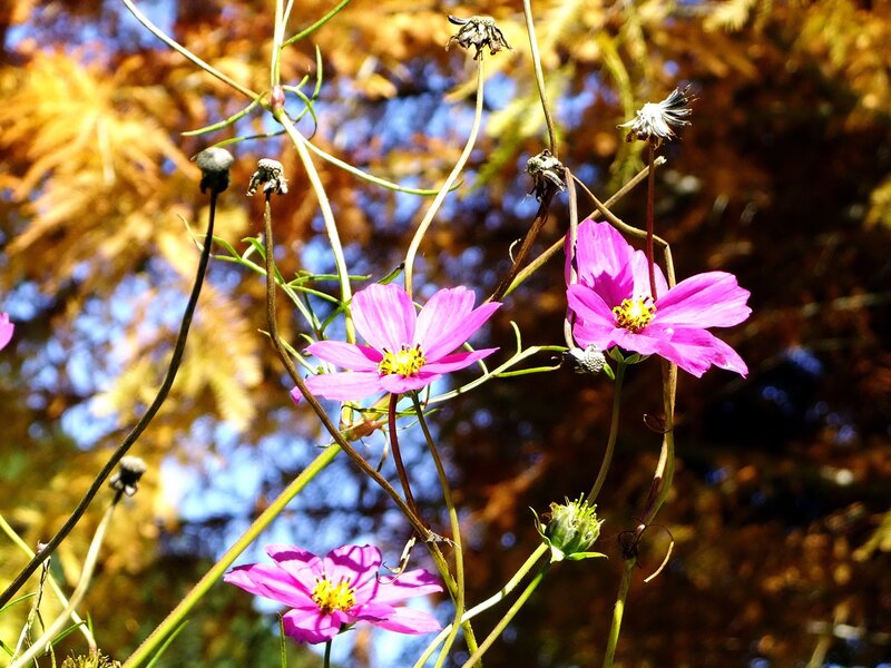 Purple cosmos flowers in autumn