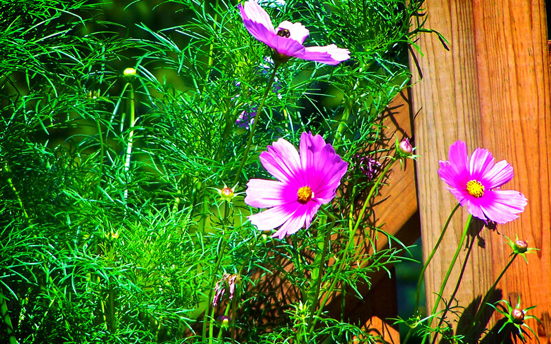 Purple cosmos flowers in garden