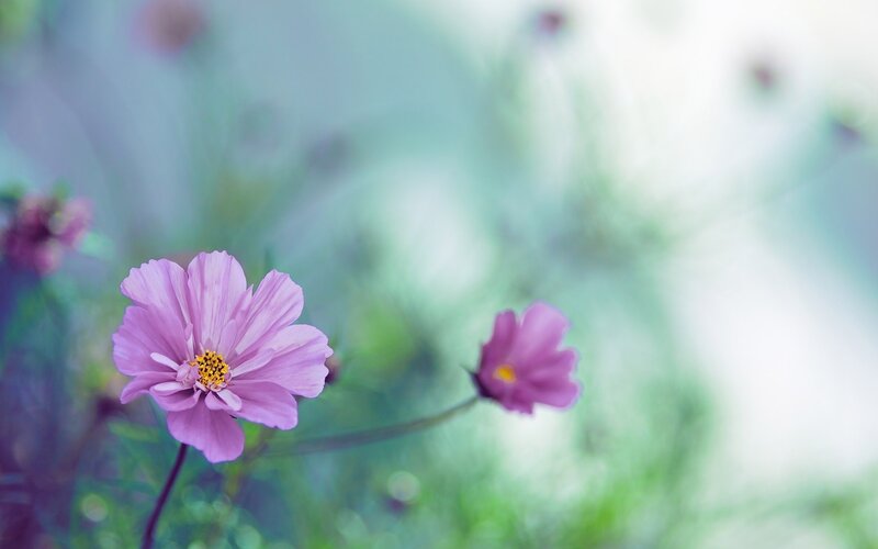 purple cosmos flowers in garden