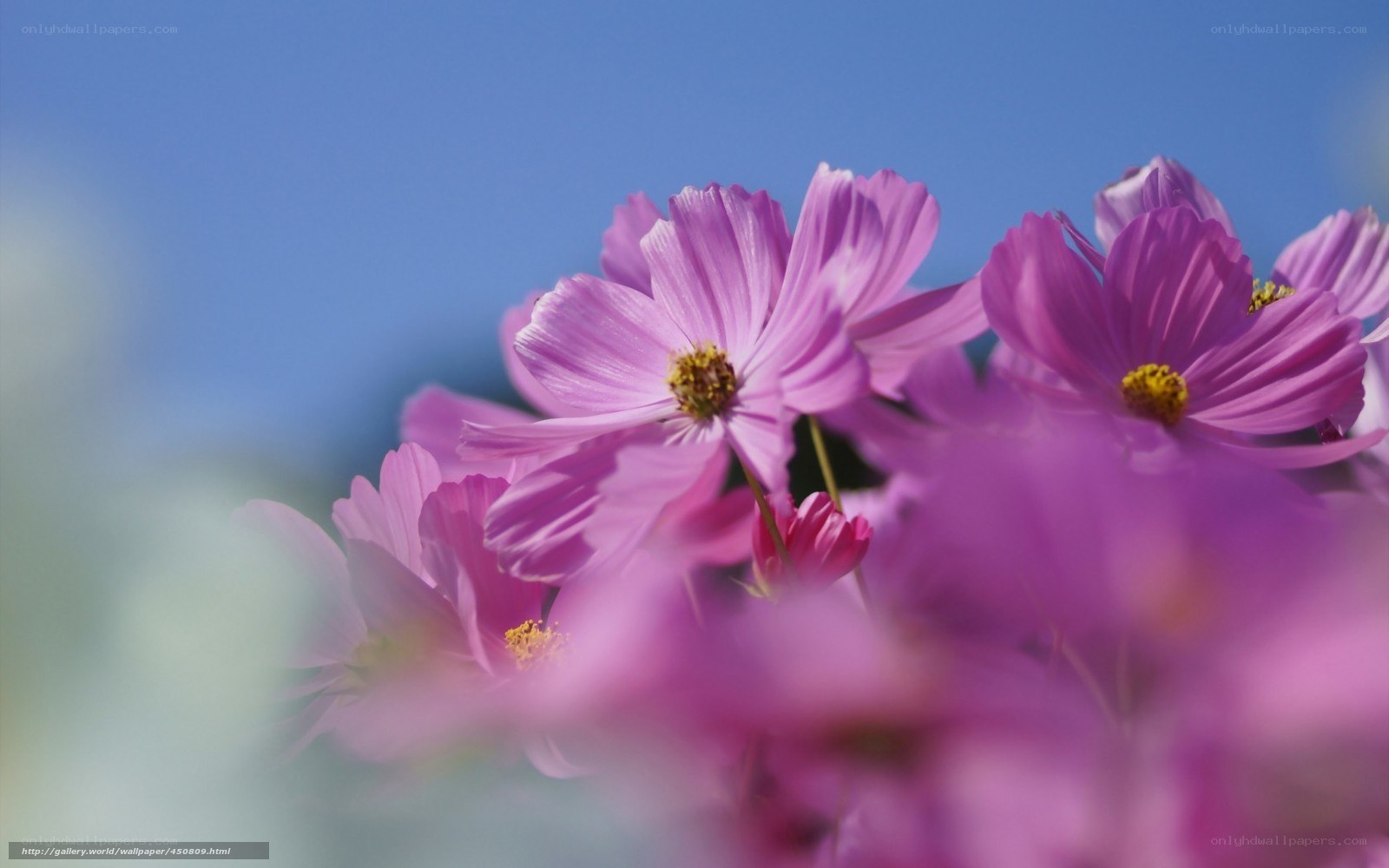 Purple cosmos flowers in sunlight