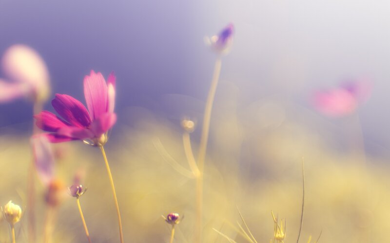 Purple Cosmos Flowers — Photograph