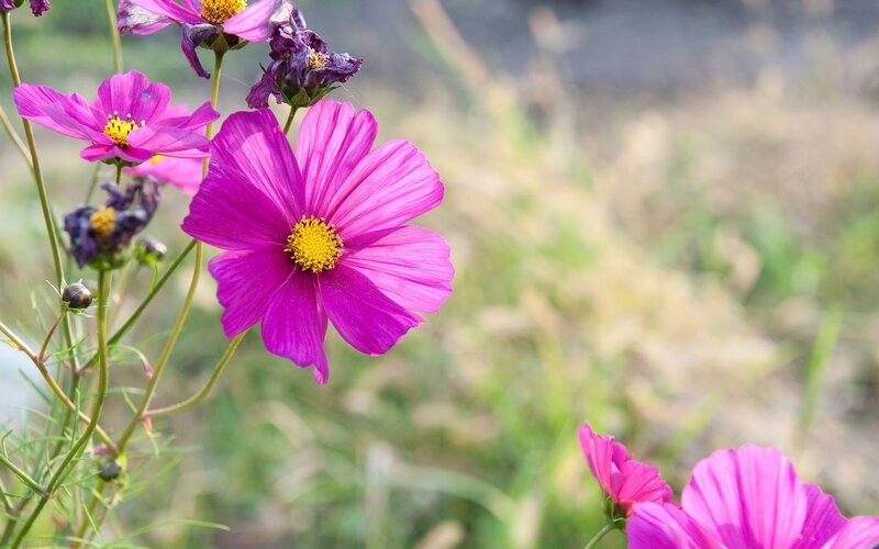 Purple Cosmos Flowers — Pink, Serene, Afternoon, Photograph, Yellow Centers, Green Stems, Blurred Background