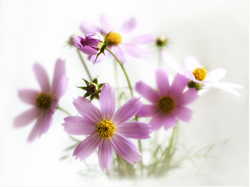 Purple Cosmos Flowers — Pink, Serene, Photograph
