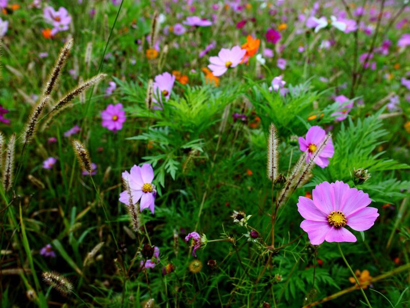 Purple Cosmos Flowers — Pink, Serene, Summer