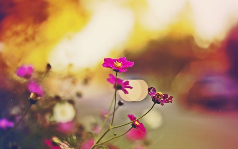 Purple Cosmos Flowers — Pink, Serene, Sunset