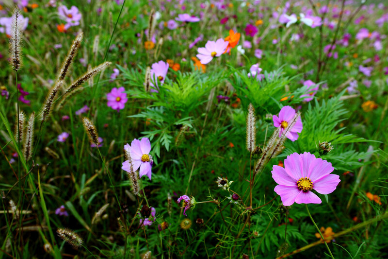 Purple Cosmos Flowers — Pink, Serene