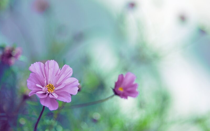 Purple Cosmos Flowers — Pink