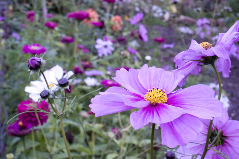 Purple Cosmos Flowers — Serene, Afternoon, Photograph, Buds