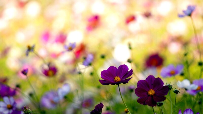 Purple Cosmos Flowers — Serene, Afternoon, Photograph, Green Stems