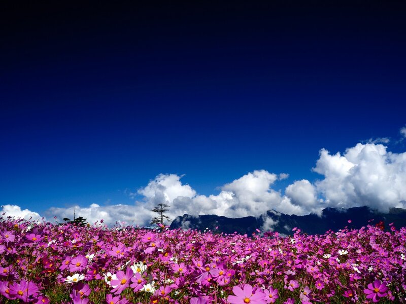 Purple Cosmos Flowers — Serene, Afternoon, Photograph, Mountains