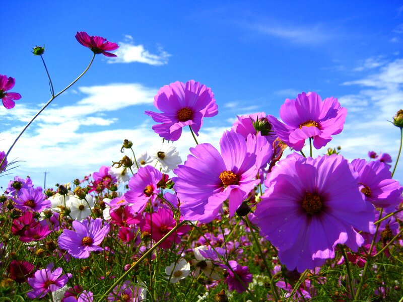 Purple Cosmos Flowers — Serene, Afternoon, Photograph, Sky, Clouds
