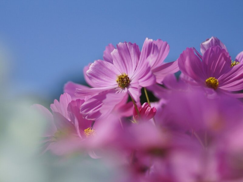 Purple Cosmos Flowers — Serene, Afternoon, Photograph, Sky