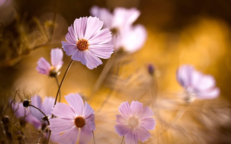 Purple Cosmos Flowers — Serene, Afternoon, Photograph, Stems, Blurred Background