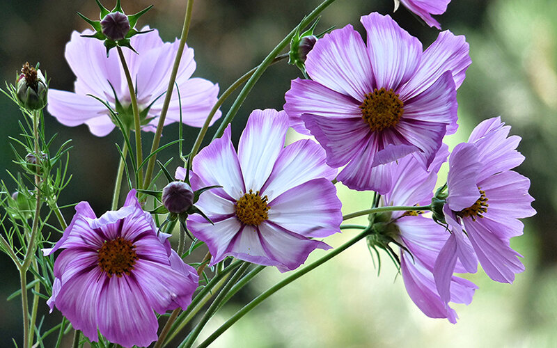 Purple Cosmos Flowers — Serene, Afternoon, Photograph, Stems, Buds