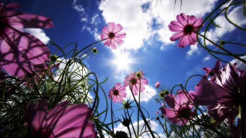 Purple Cosmos Flowers — Serene, Afternoon, Photograph, Sun