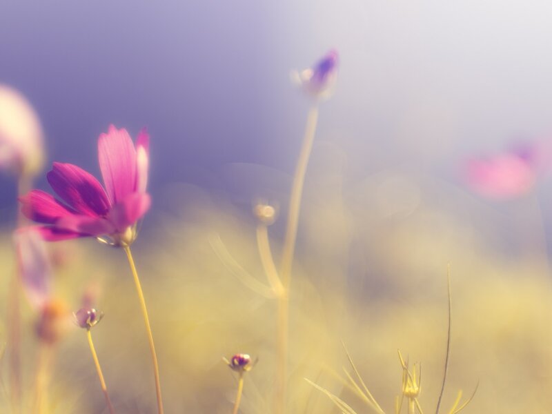 Purple Cosmos Flowers — Serene, Afternoon, Photograph