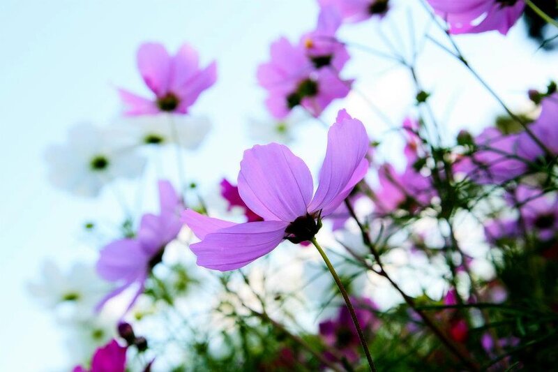Purple Cosmos Flowers — Serene, Afternoon