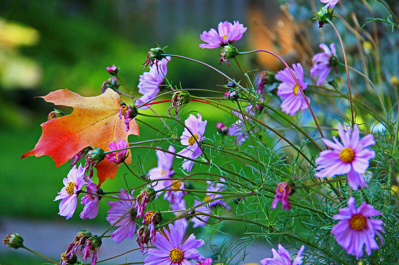 Purple Cosmos Flowers — Serene, Autumn