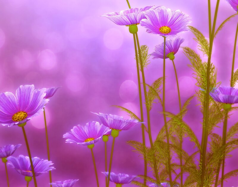 Purple Cosmos Flowers — Serene, Digital Art