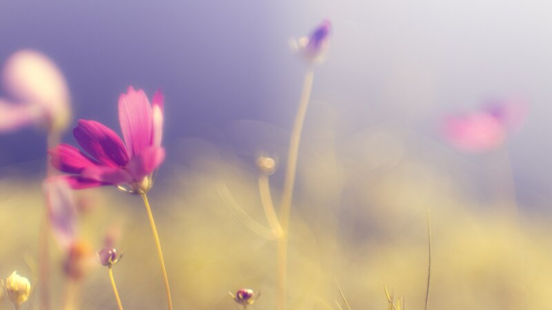 Purple Cosmos Flowers — Serene, Morning