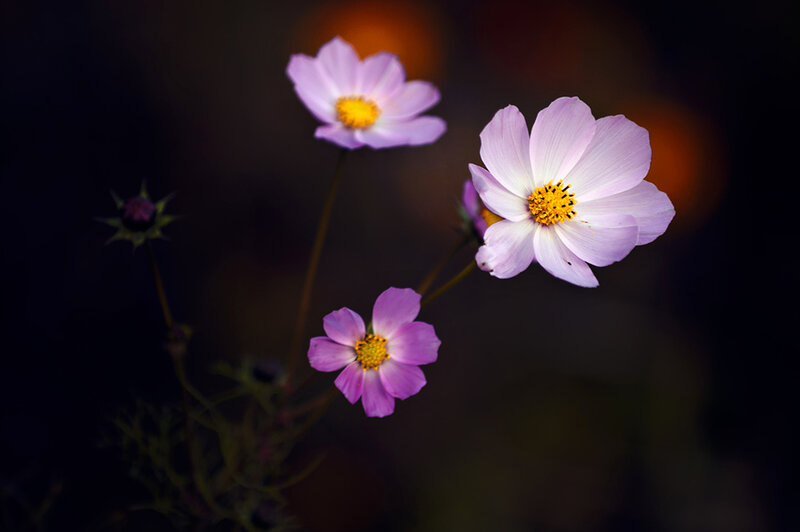 Purple Cosmos Flowers — Serene, Night