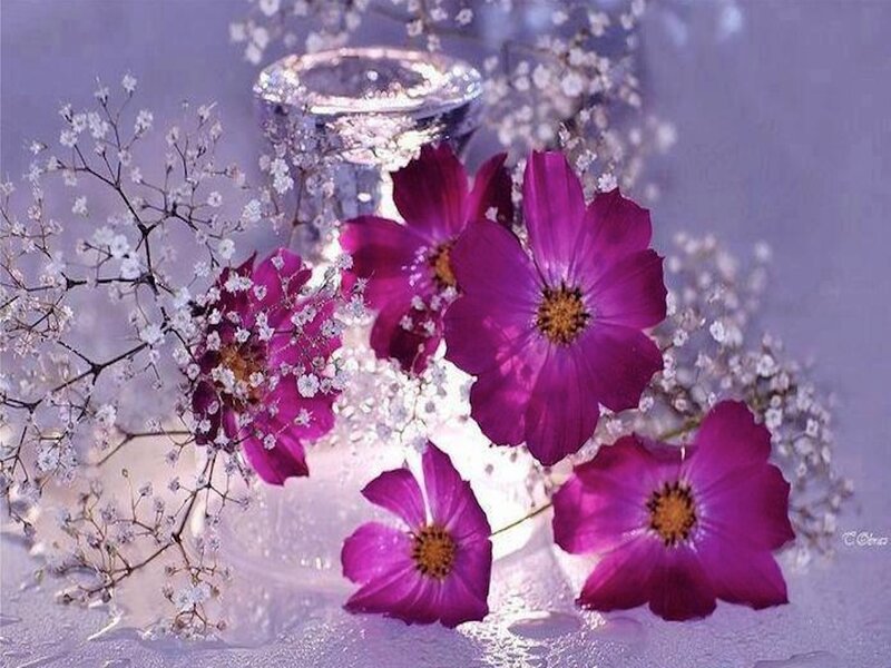 Purple Cosmos Flowers — Serene, Photograph