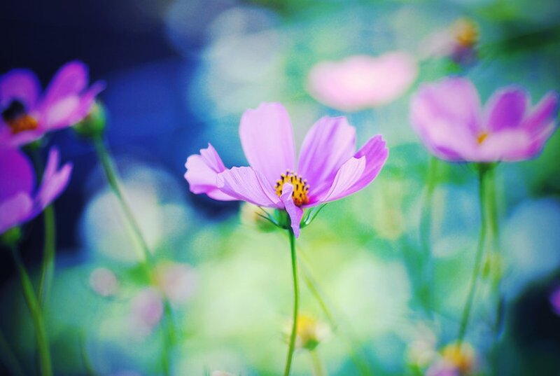 Purple Cosmos Flowers — Serene, Spring, Photograph, Stems