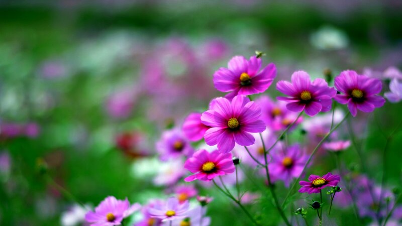 Purple Cosmos Flowers — Serene, Spring, Photograph