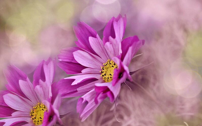 Purple Cosmos Flowers — Serene, Spring, Photograph, Yellow Center