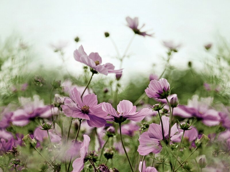 Purple Cosmos Flowers — Serene, Spring