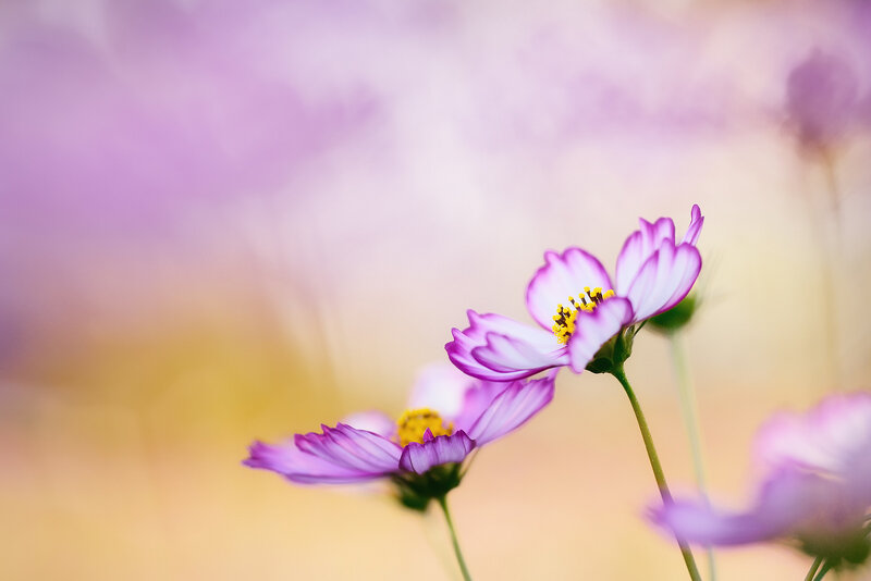 Purple Cosmos Flowers — Serene, Sunset