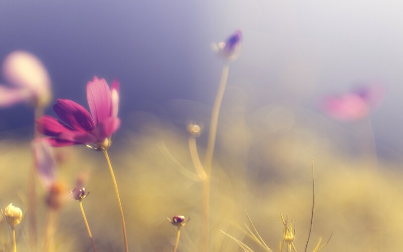 Purple Cosmos Flowers — Stems