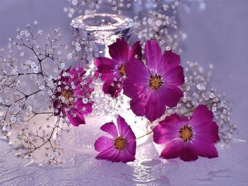 Purple Cosmos Flowers