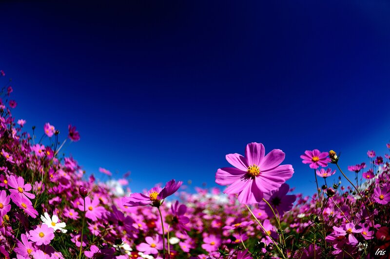 Purple cosmos flowers under blue sky