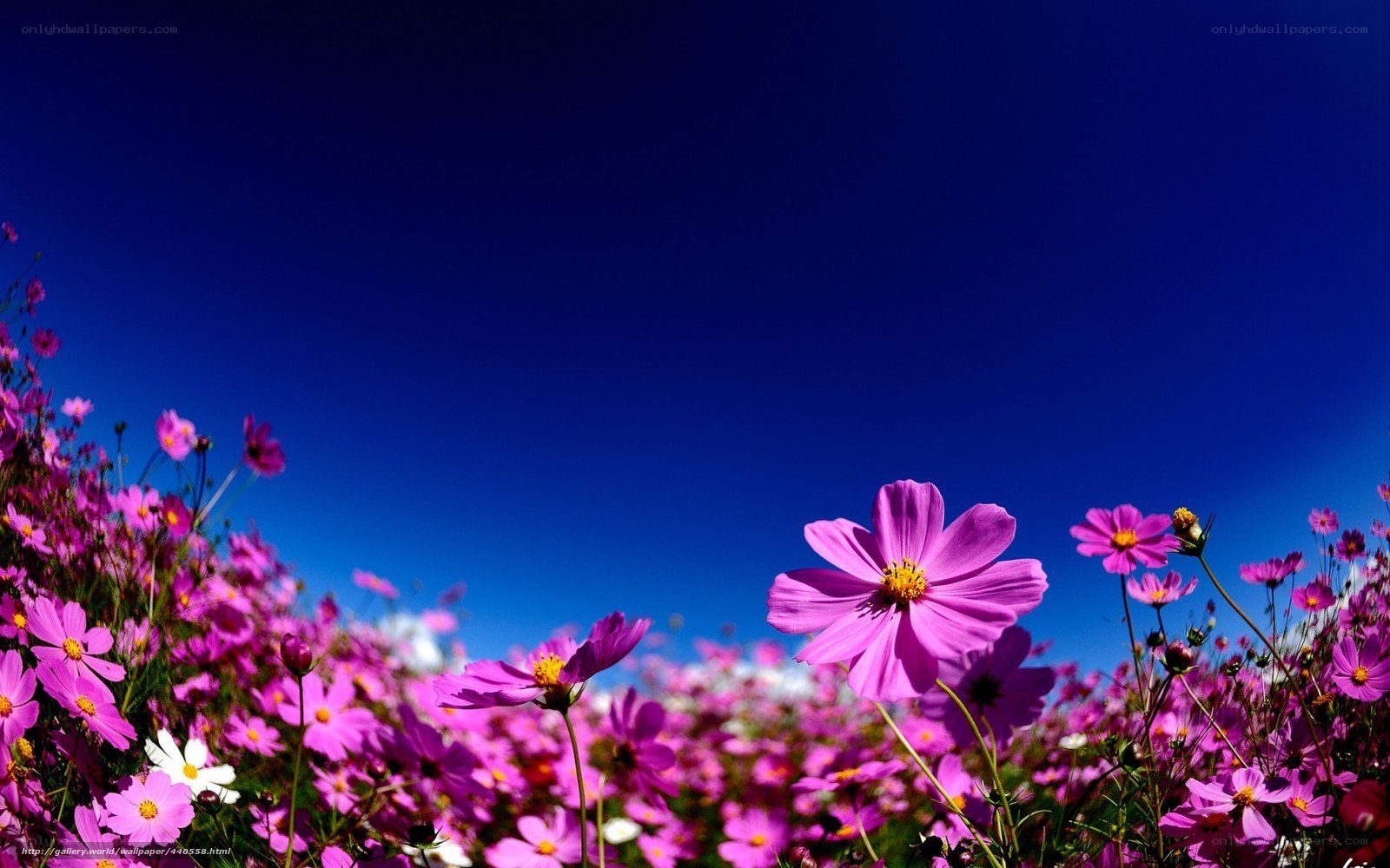 Purple cosmos flowers under blue sky