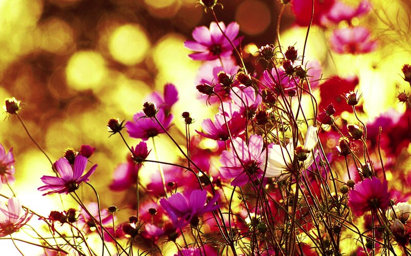 Purple Cosmos Flowers — Warm