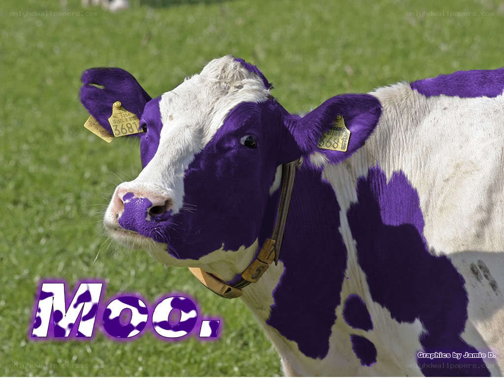purple cow in a field