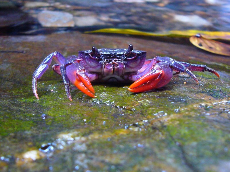 Purple Crab on Rock